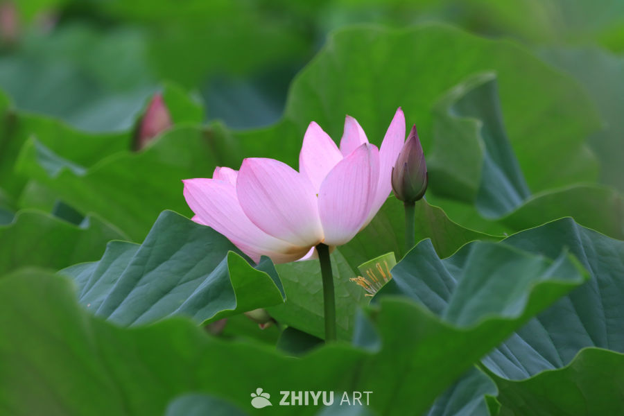 荷花 120