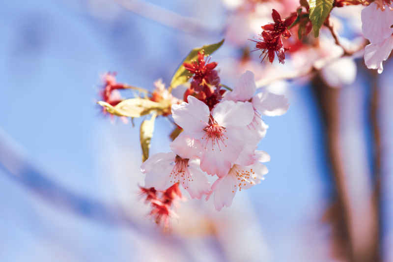 春·樱花祭 13