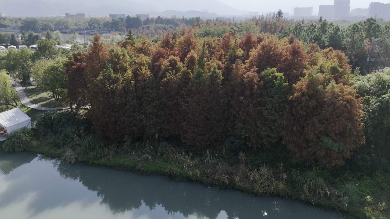 湿地红杉 24