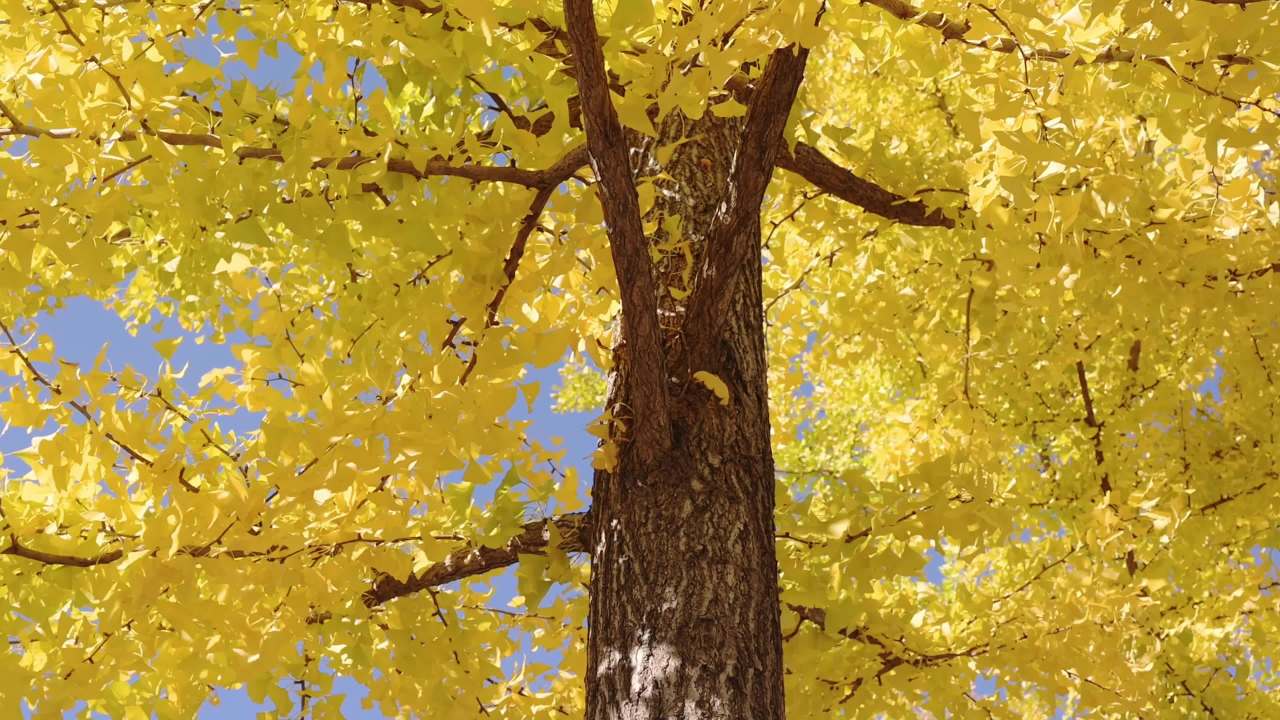 金秋银杏满目金黄 1