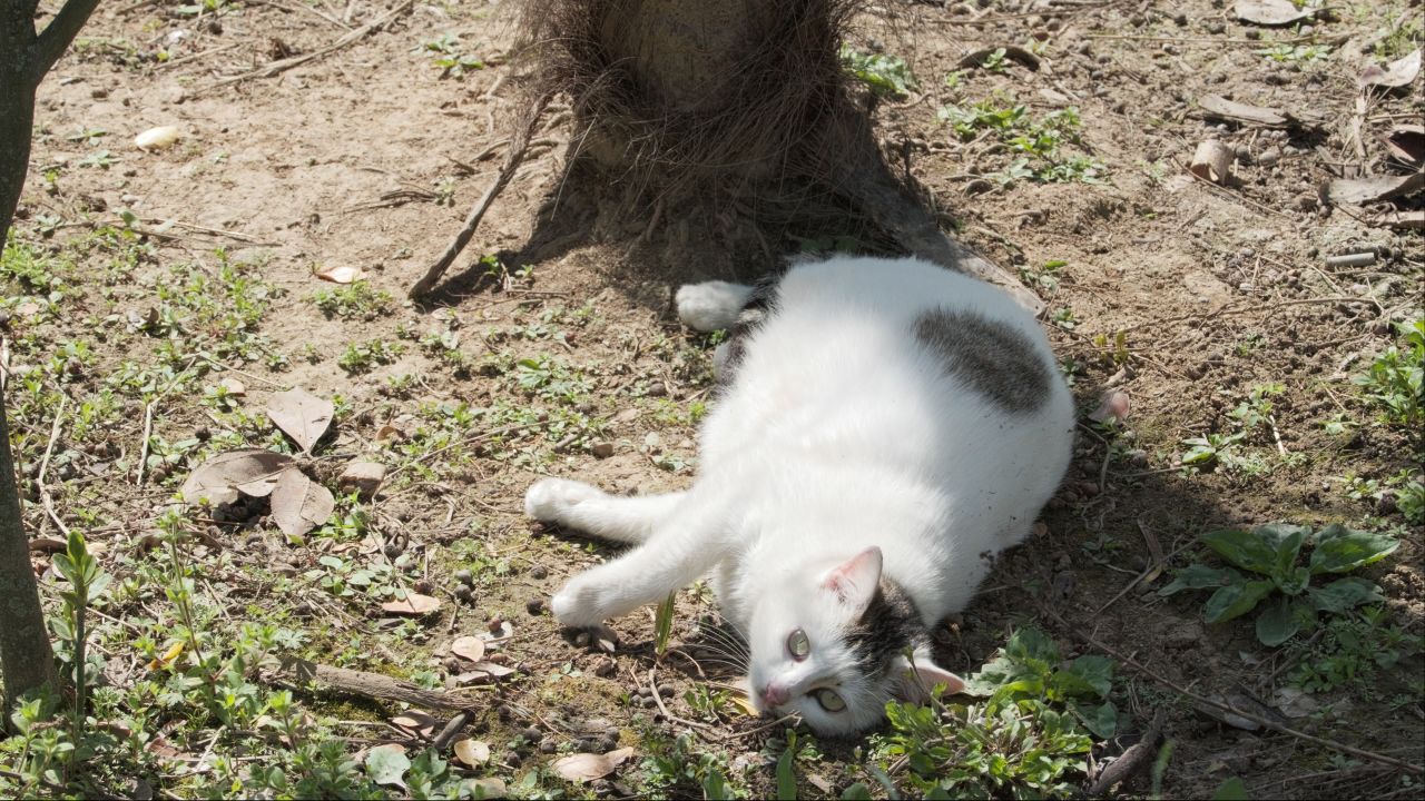 树下午休的猫咪4K实拍