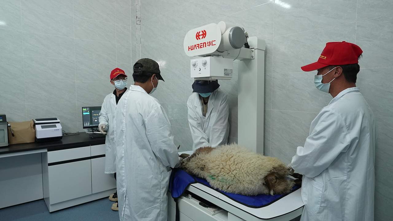 畜牧兽医团队工作记录