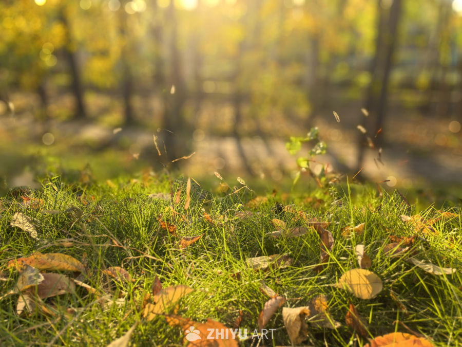 秋日暖阳下的落叶