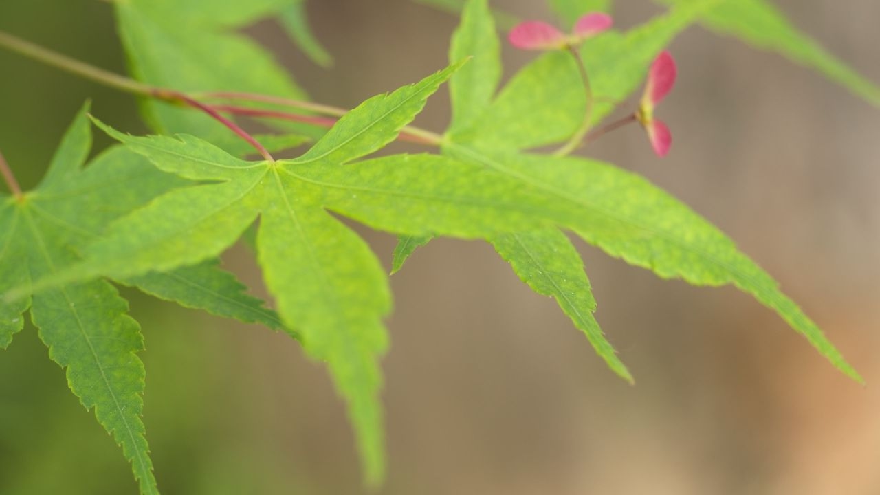 森林树木树叶植物 31