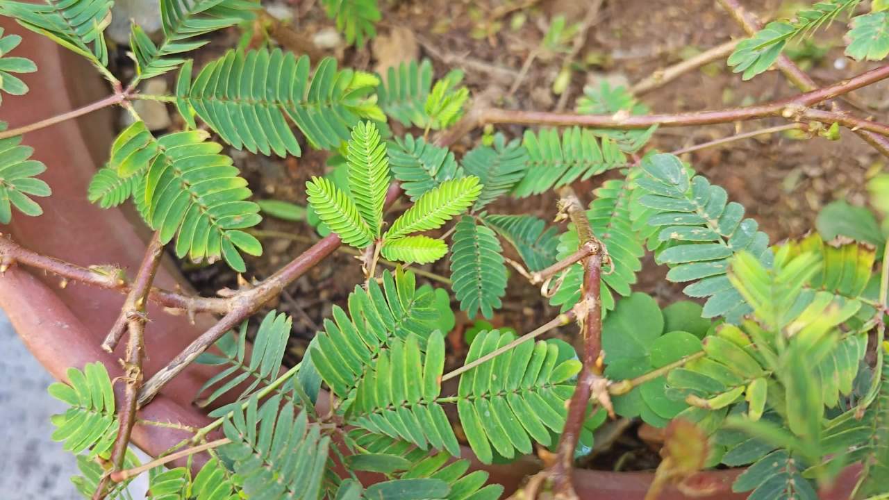 4K含羞草叶子遇吹气合拢2