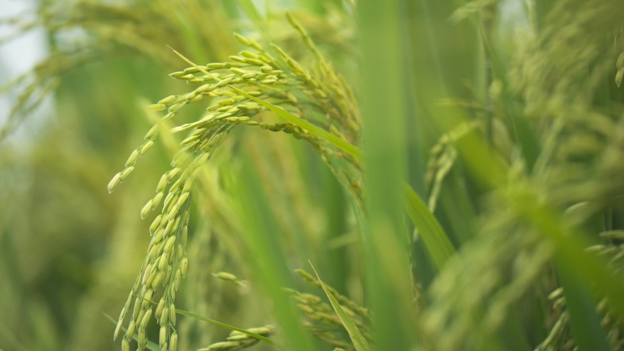 水稻粮食庄稼五常大米 4