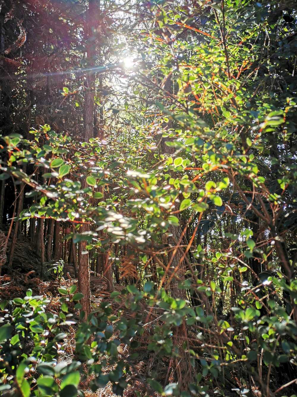 森林