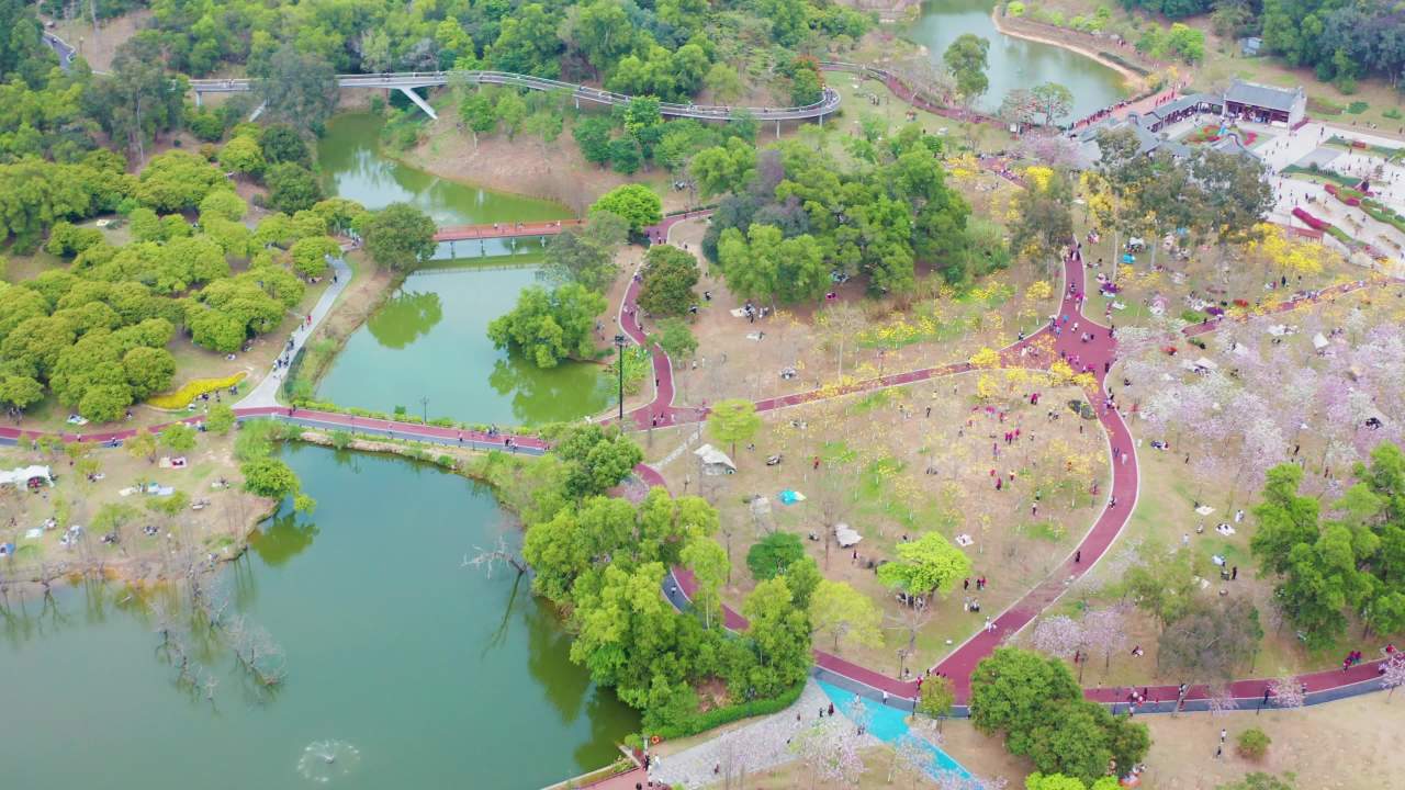 珠海市民赏香山湖公园黄花风铃花木景观 六