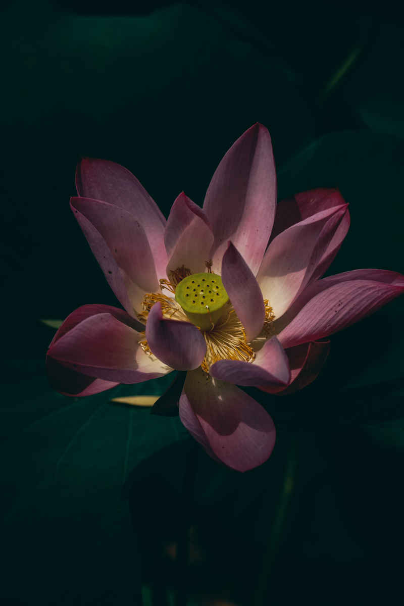 墨荷