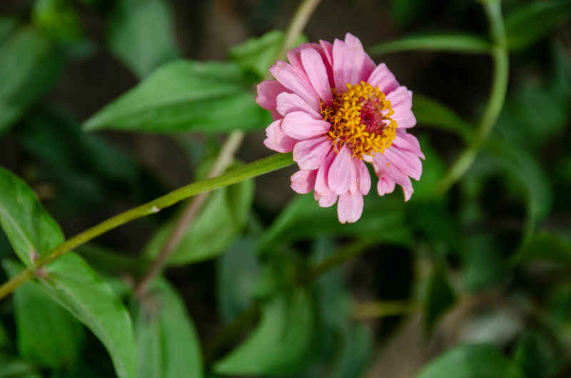 花朵