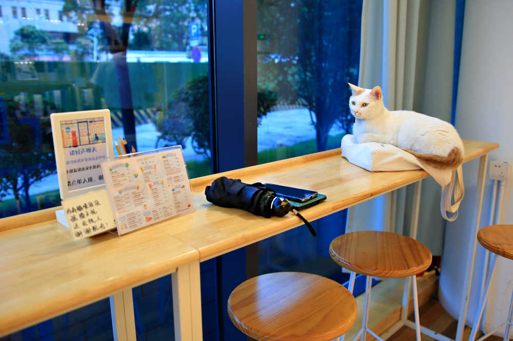 温顺的猫咪陪伴