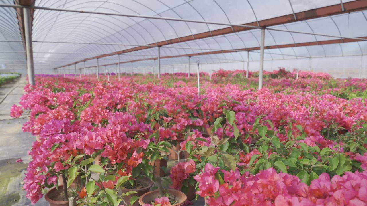年宵花 1