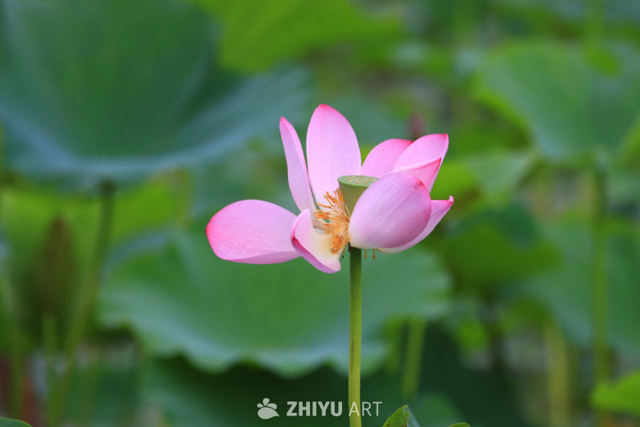 盛夏荷花 25