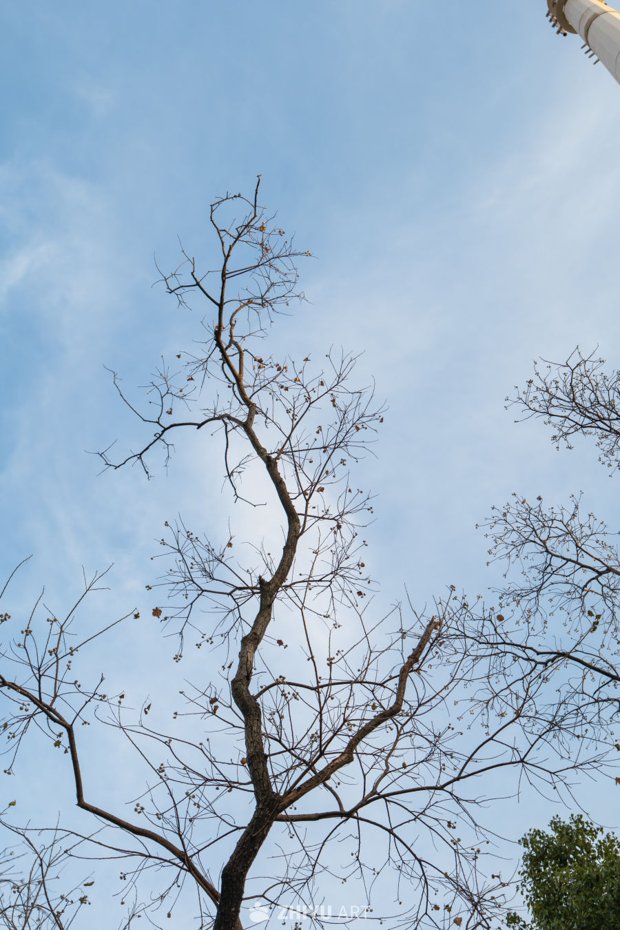 冬日枯树枝头望天