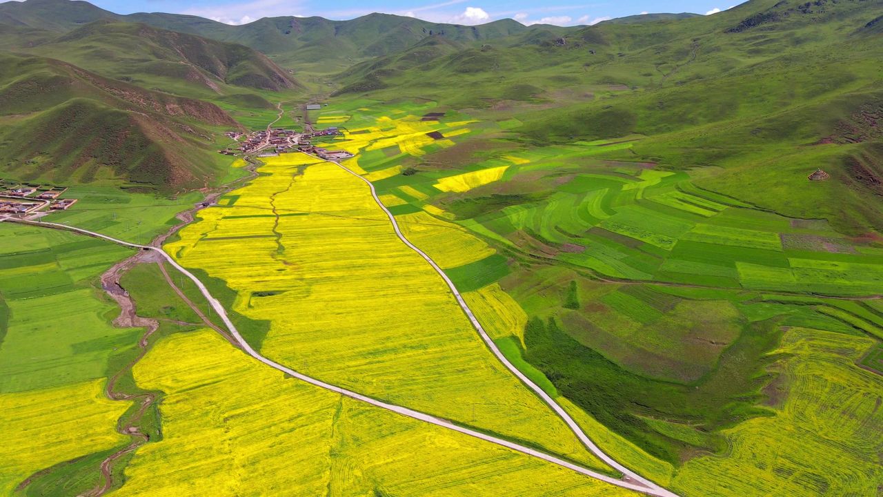 甘南高原青山下的秘境卓尼油菜花田