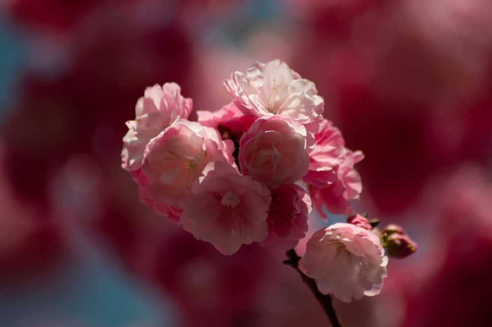 早春樱花