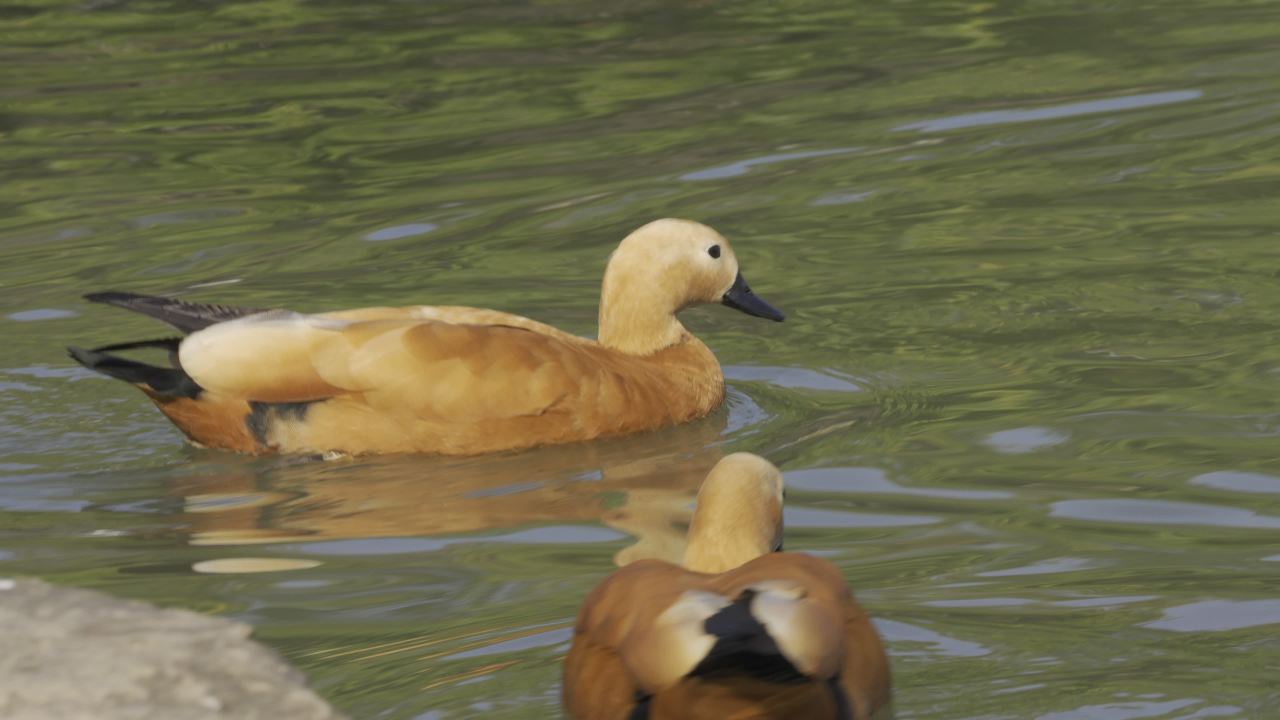 杨府山公园观鸟 24