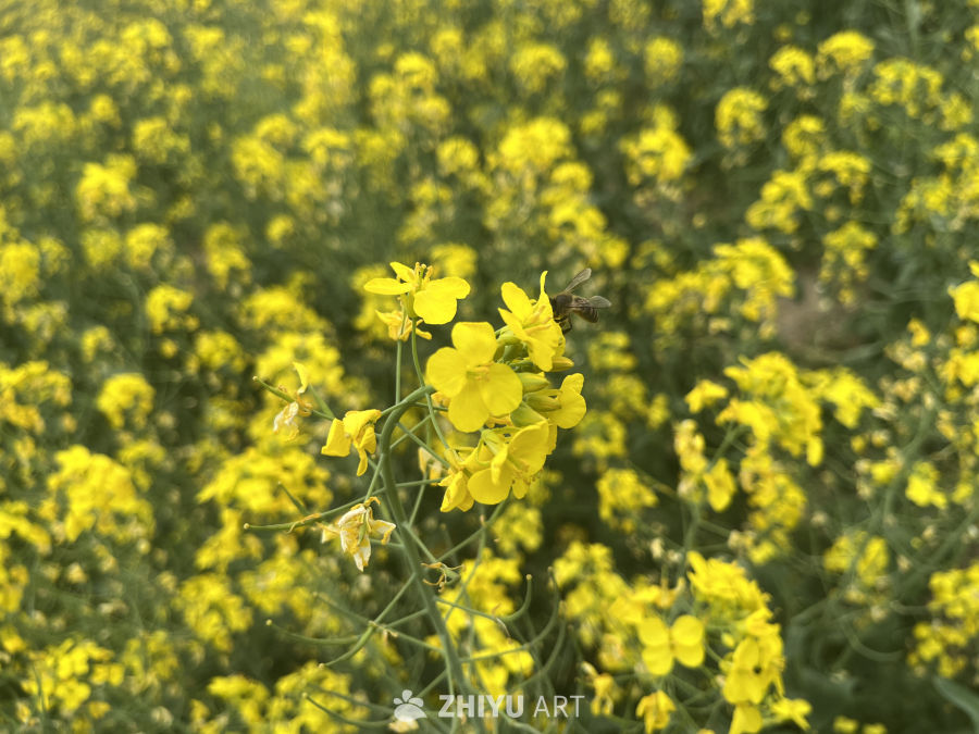 油菜花 1
