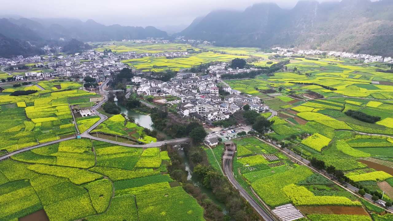 4k航拍油菜花盛开  美丽乡村  立春