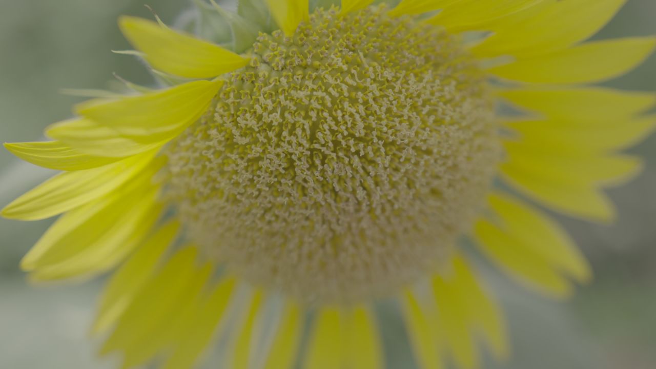 向日葵、花朵、植物、自然风景