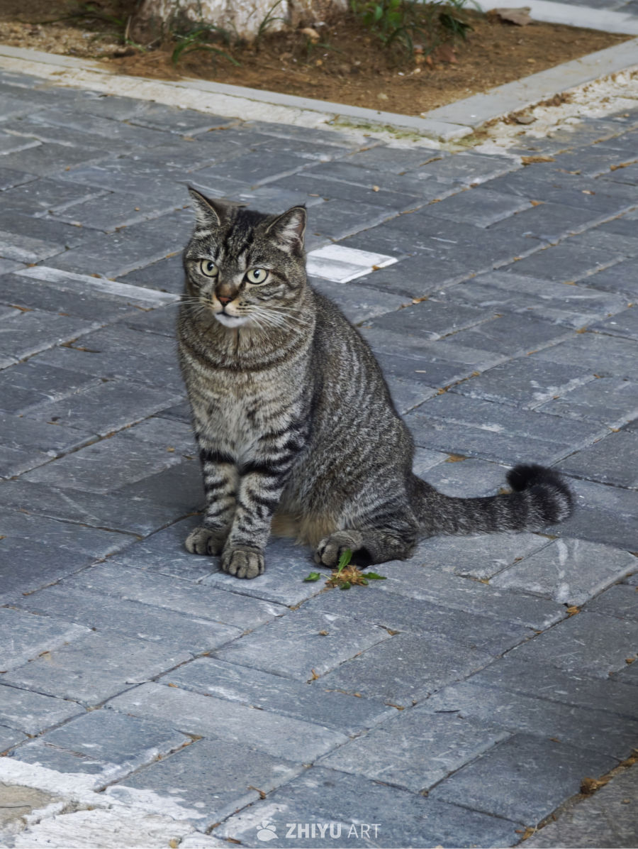 乖巧小猫