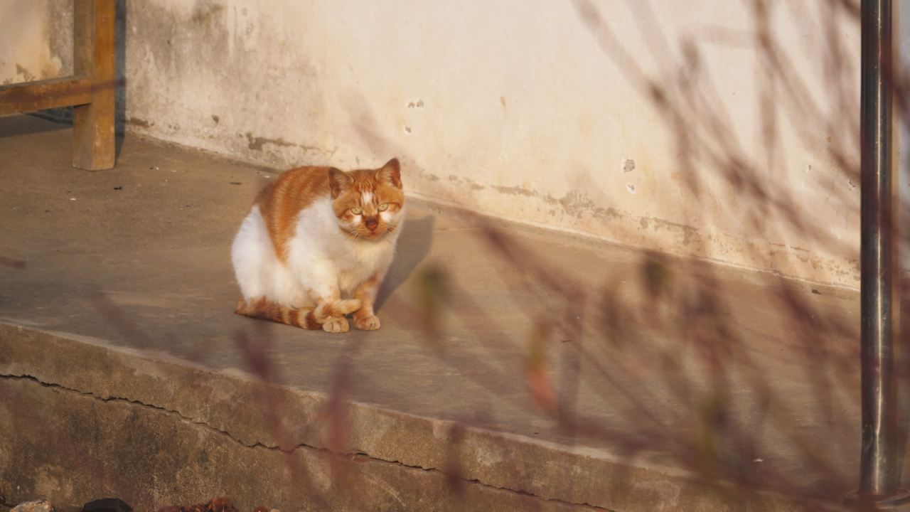 公园的小猫咪流浪猫 6