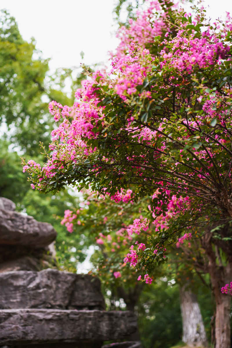 紫薇花 9