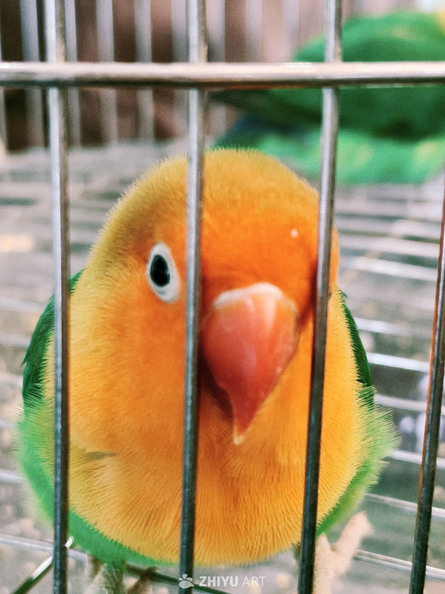 可爱的牡丹鹦鹉