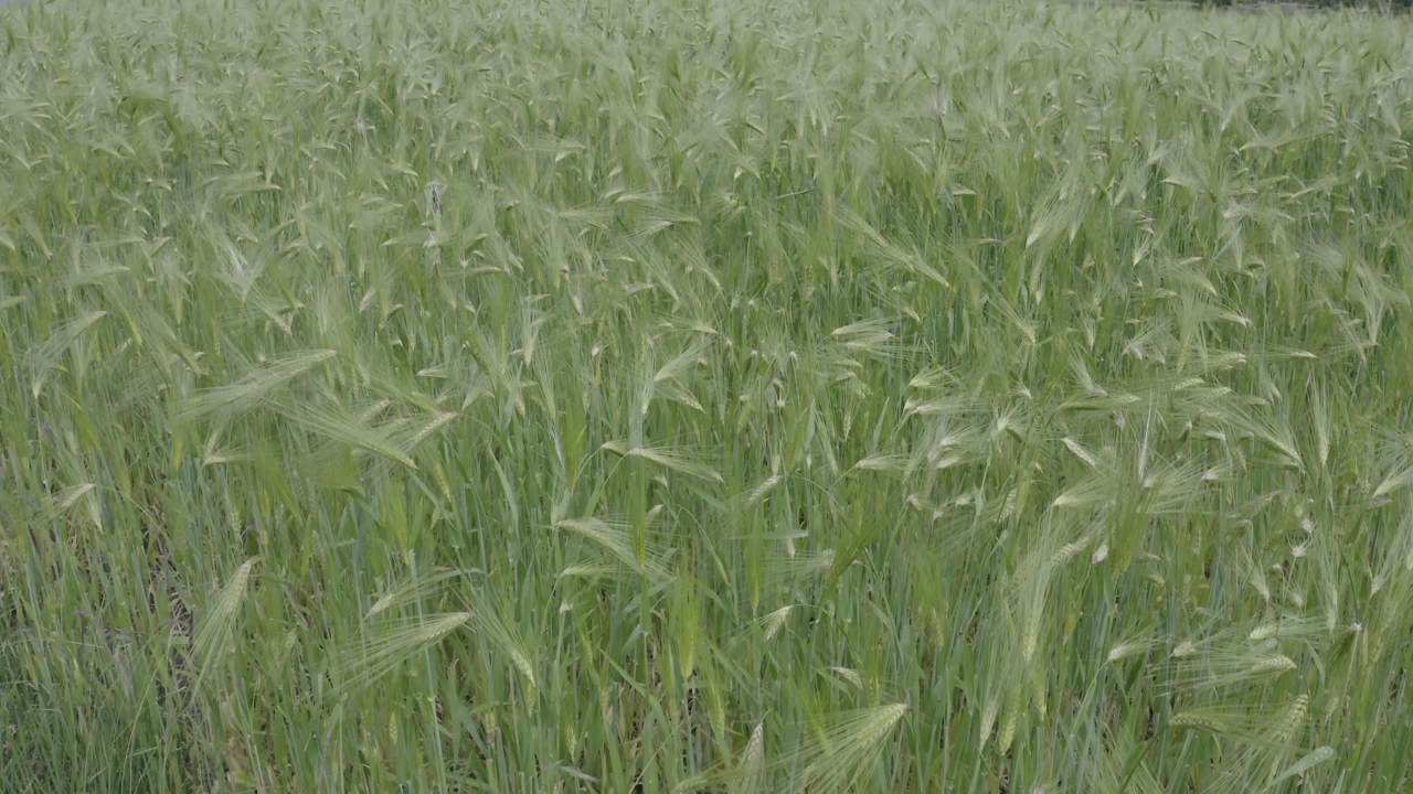 航拍西藏合集