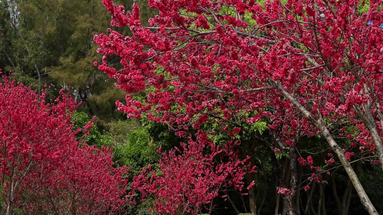 春暖花开桃花盛开 12