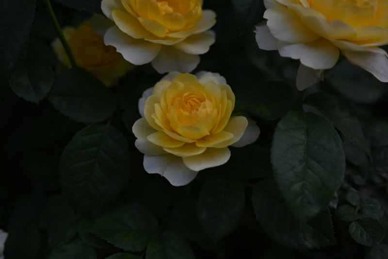 花 3
