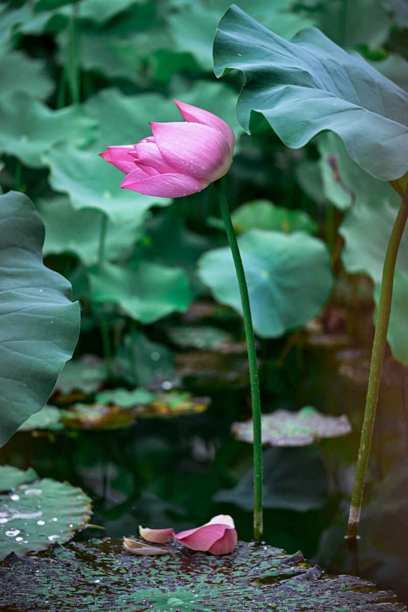 雨