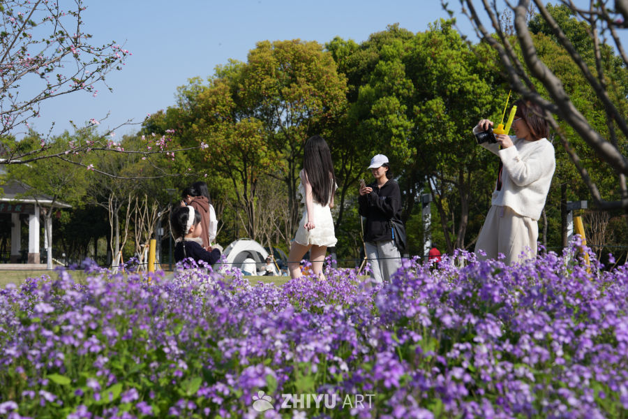 春日花海中的悠闲时光