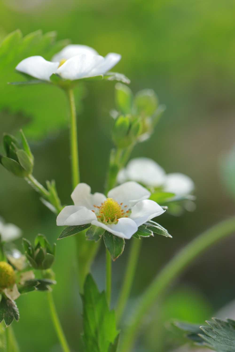 白色花