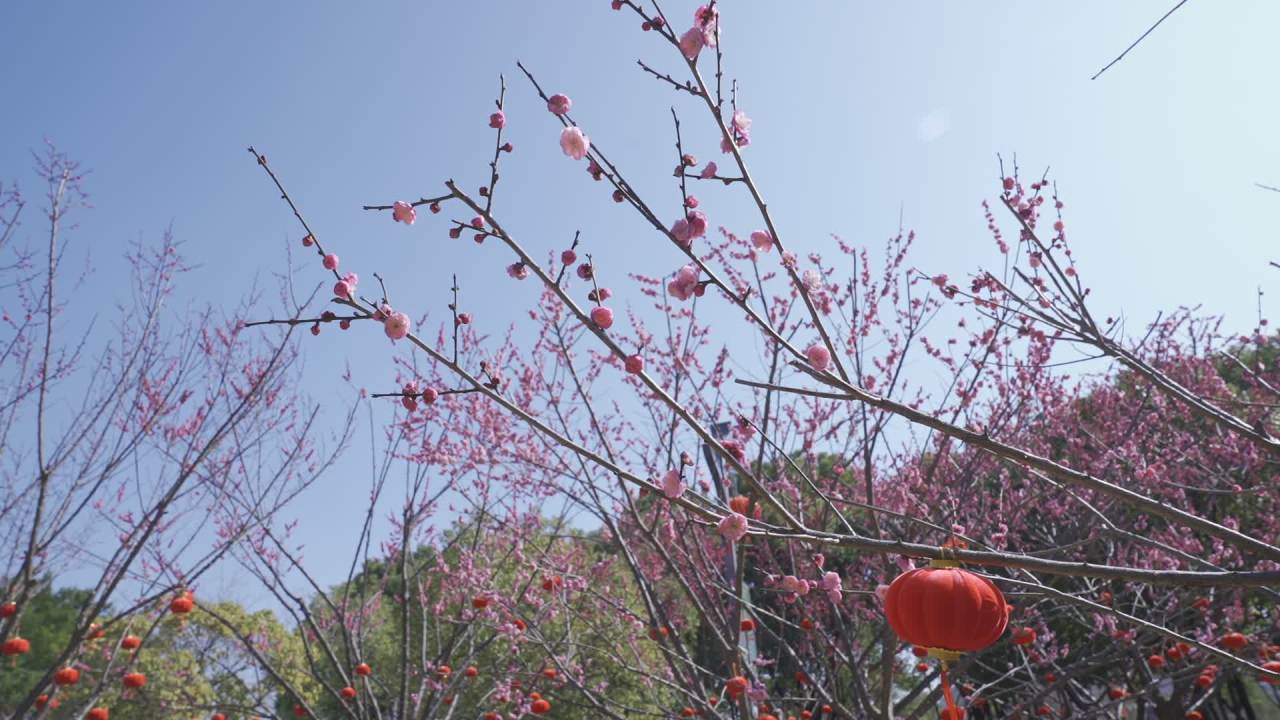冬天的梅花 13