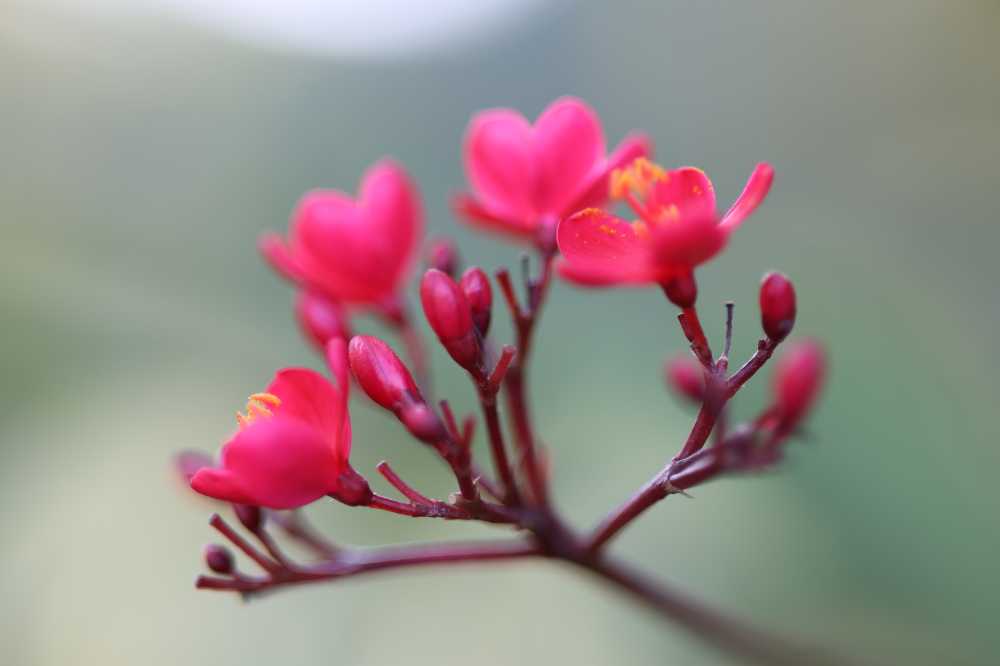 虚化之花