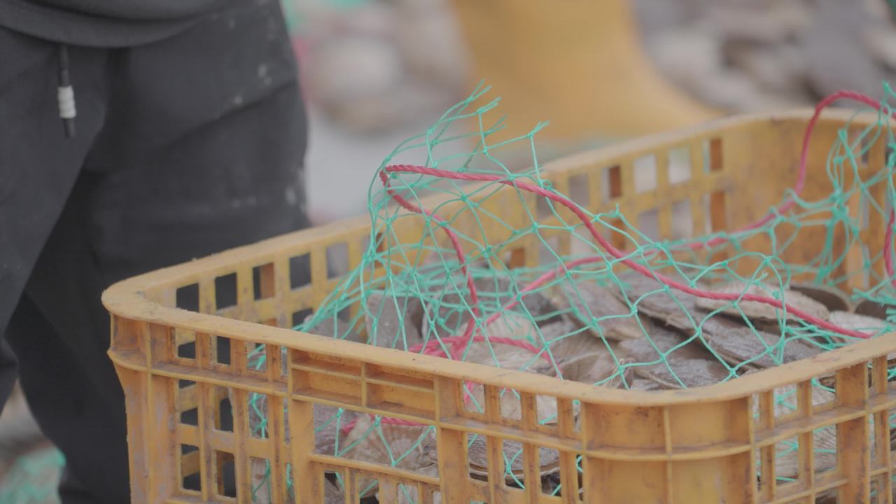 码头扇贝捕捞收获