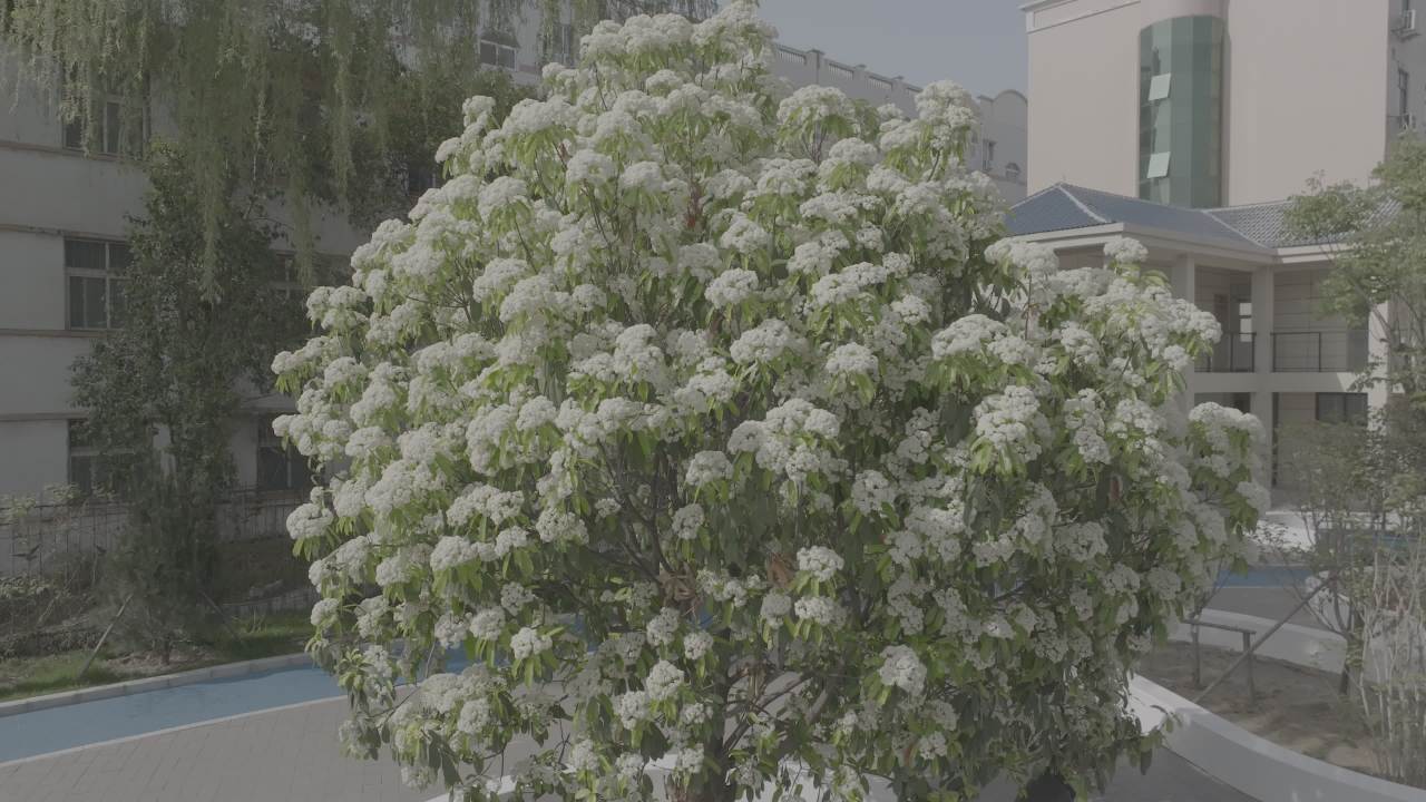 校园里的白花树