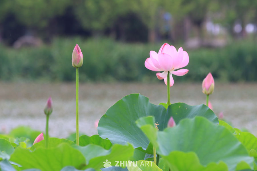 荷花 34
