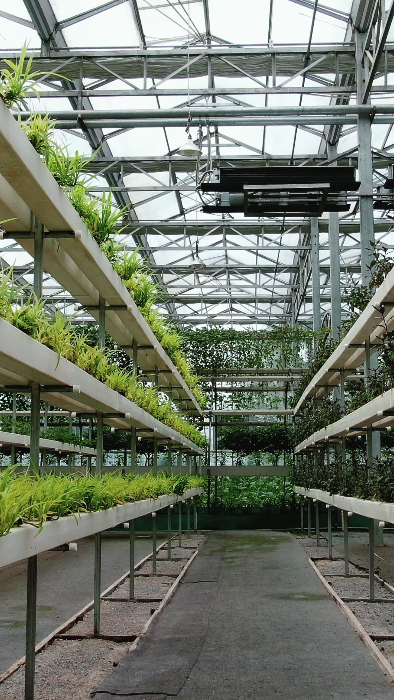 现代农业无土种植邮寄蔬菜