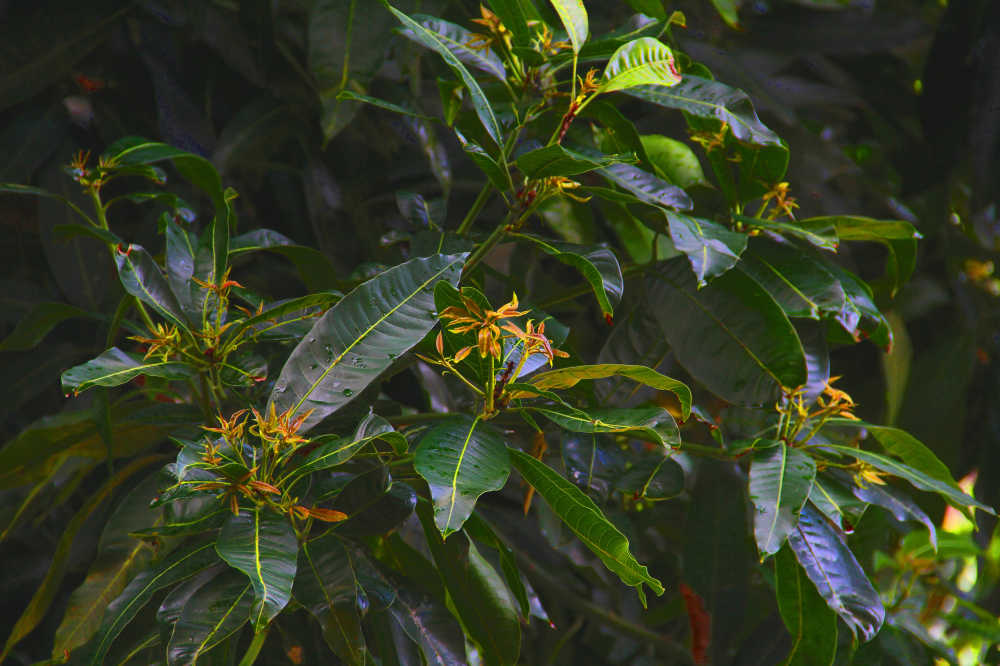 芒果树嫩芽2