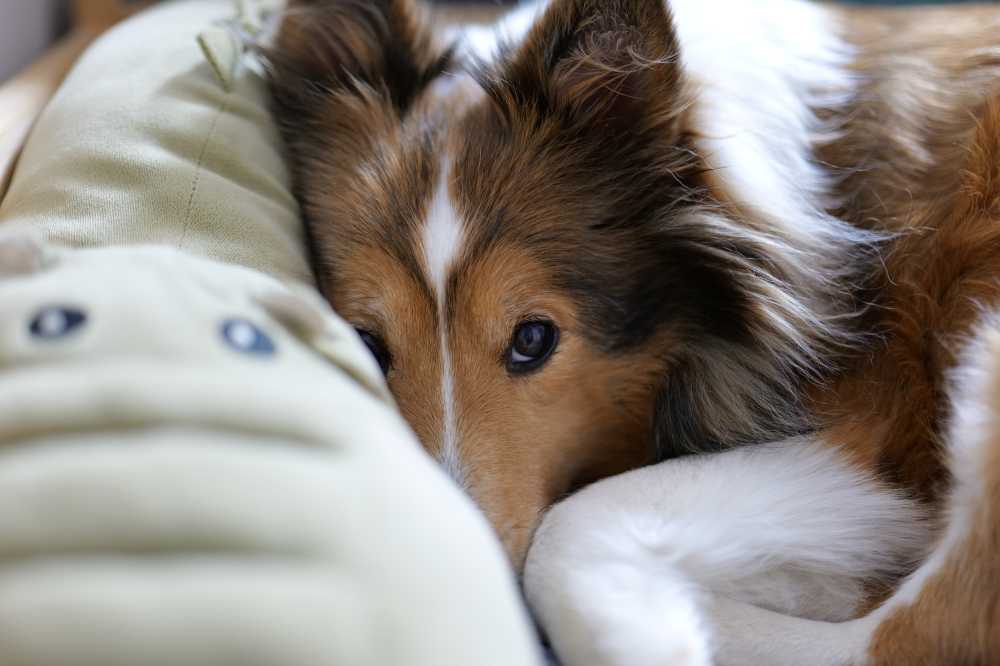 喜乐蒂牧羊犬