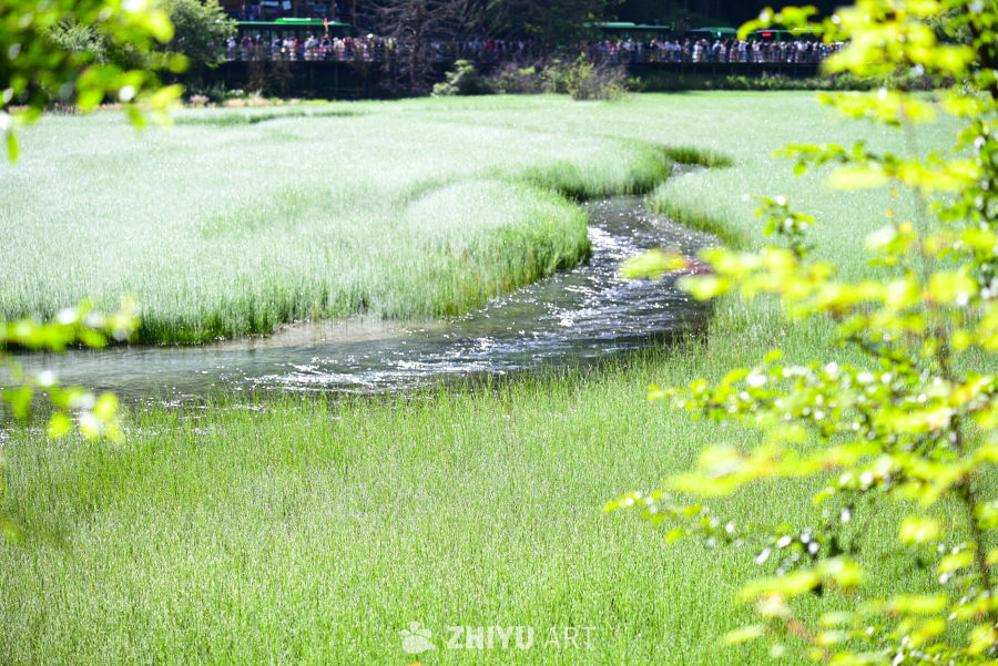 夏日九寨风光 3