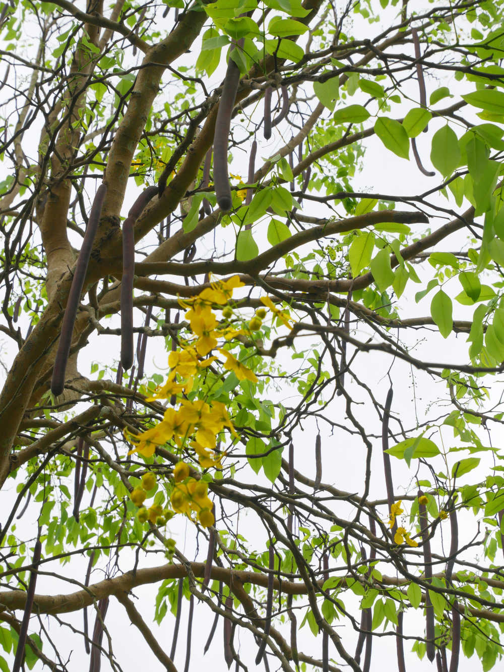 腊肠树黄花和果荚2