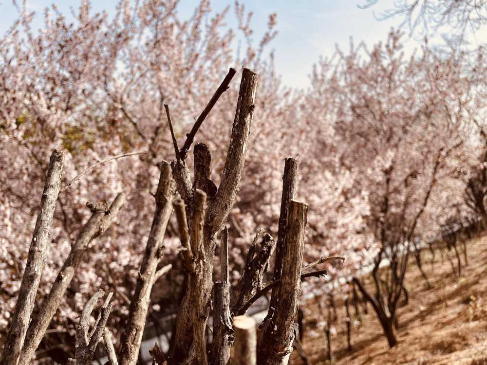 枯花