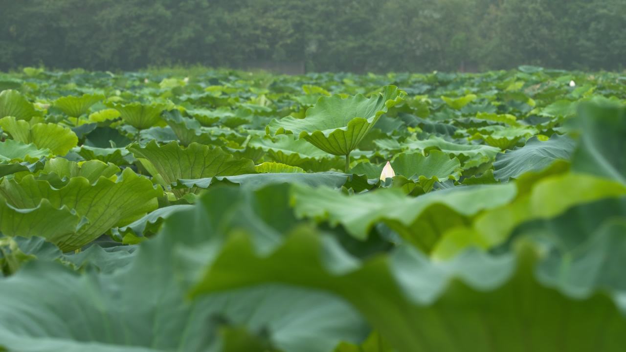 夏天池塘荷花荷叶莲蓬 10