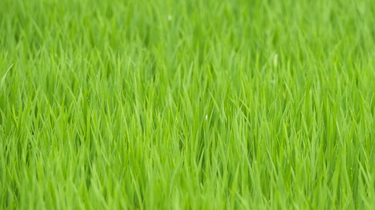 农村水稻田野粮食庄稼丰收 8