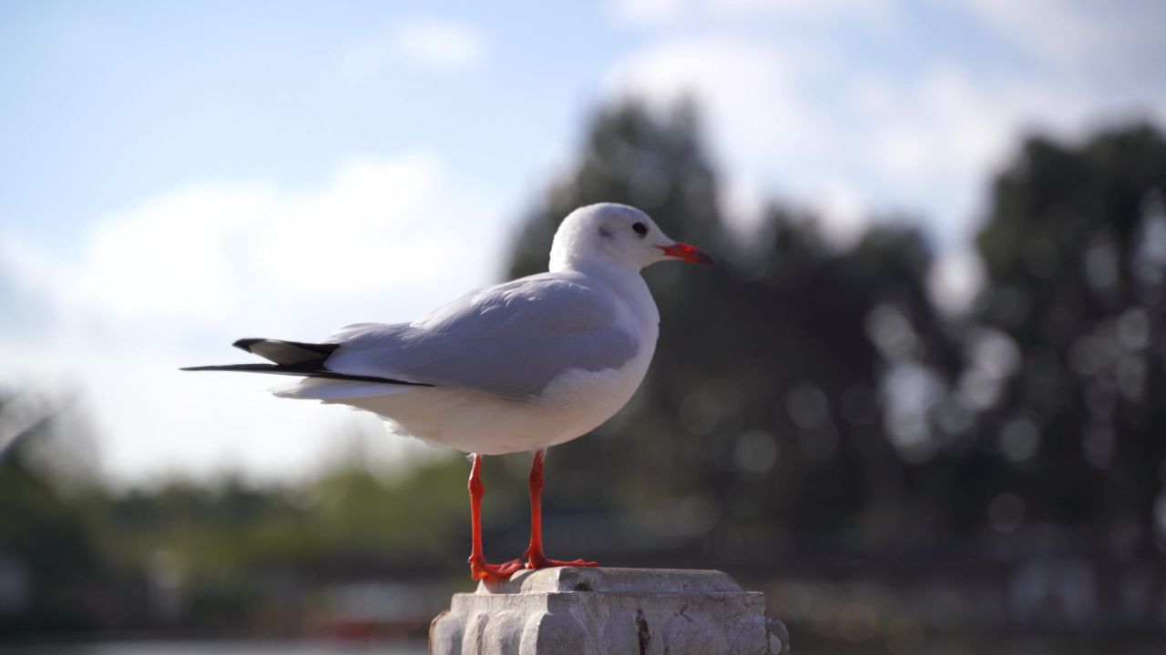 红嘴鸥