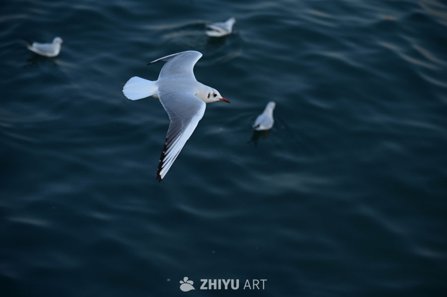 白色海鸥在蔚蓝大海自由飞翔 7