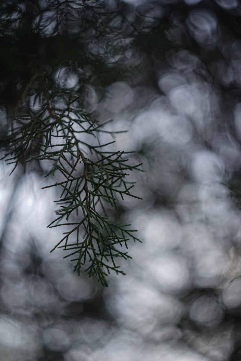 树
